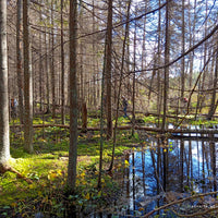 PIEDZĪVOJUMS AR PURVA KURPĒM LAUGAS PURVĀ (6617485508789) (9320125104470) (9339999584598) (9345002504534) (9345041596758) (9345078100310) (9345122271574) (9366630891862) (9366634725718)