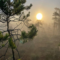 PRIVĀTS SAULRIETA PIEDZĪVOJUMS PURVĀ AR PURVA KURPĒM (9299005735254) (6617485508789) (9320125104470) (9339999584598) (9345002504534) (9345041596758) (9345078100310) (9345122271574) (9366630891862) (9366634725718)